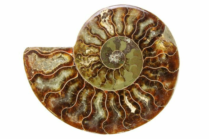 Cut & Polished Ammonite Fossil (Half) - Madagascar #308099